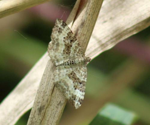 Epirrhoe alternata